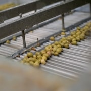 SCAAVO lidera una campaña de aceituna histórica y refuerza el papel estratégico del aderezo en el sector olivarero andaluz