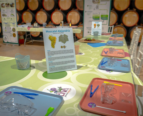 Visita-CIVA-porque-04 Mesa del taller educativo entre barricas de vino en la Bodega Carpe Diem, con la ficha de la uva Moscatel de Alejandría